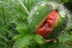 RIMG0267-web