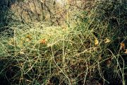 Renate_Pieper-annaeherung04-web