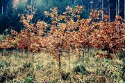 Renate_Pieper-eichen-web