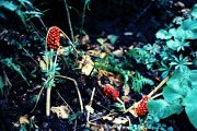 Renate_Pieper-roteblume-web