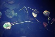 Renate_Pieper-seerose1-web